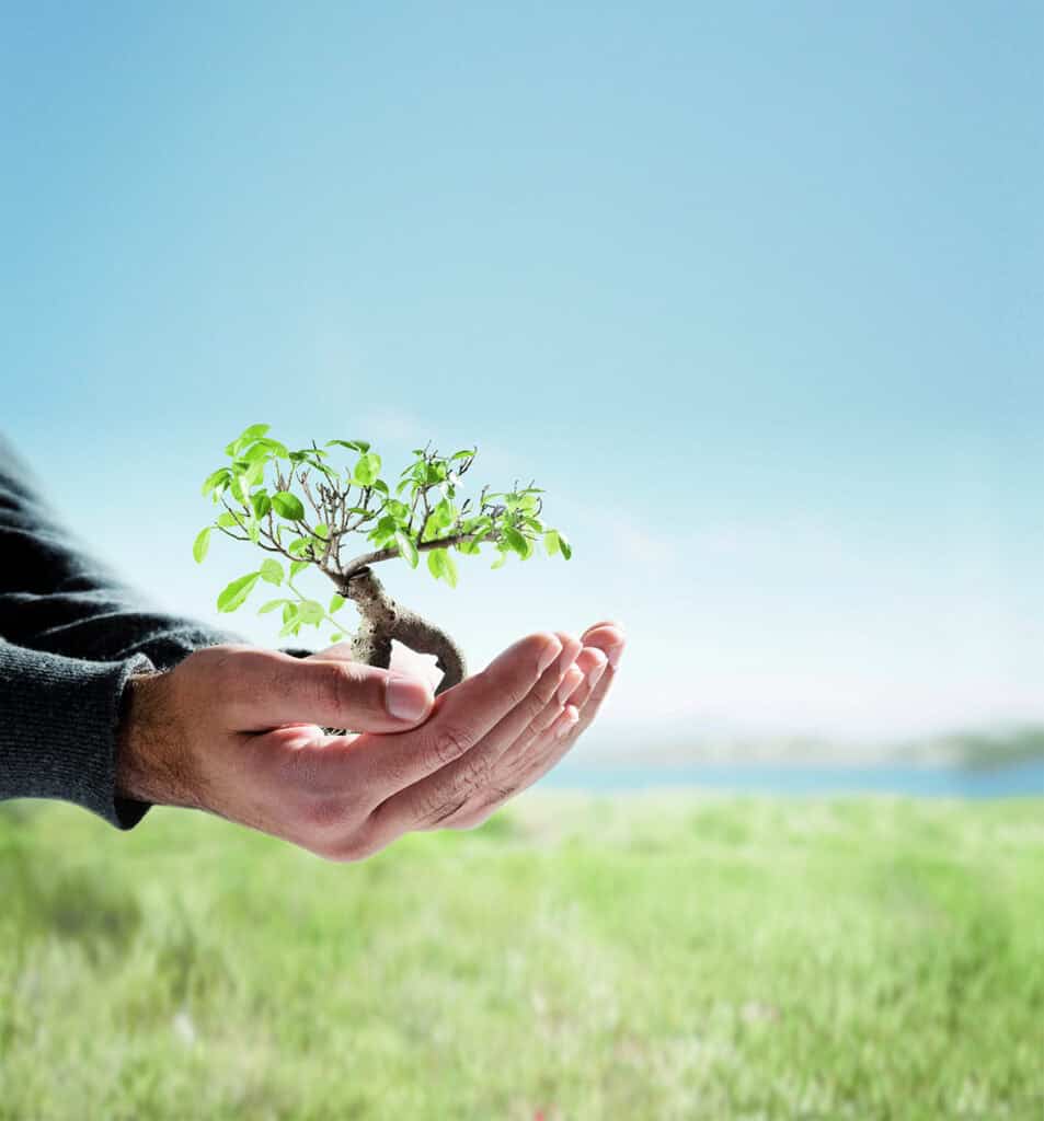 Arbre miniature dans la main d'une personne, symbolisant la collecte durable des déchets par les fab.